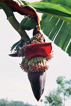 bananenblute.jpg