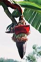 bananenblute